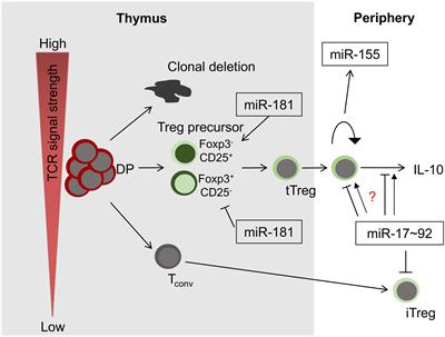 The Role of MicroRNAs in Development and Function of Regulatory T Cells – Lessons for a Better Understanding of MicroRNA Biology